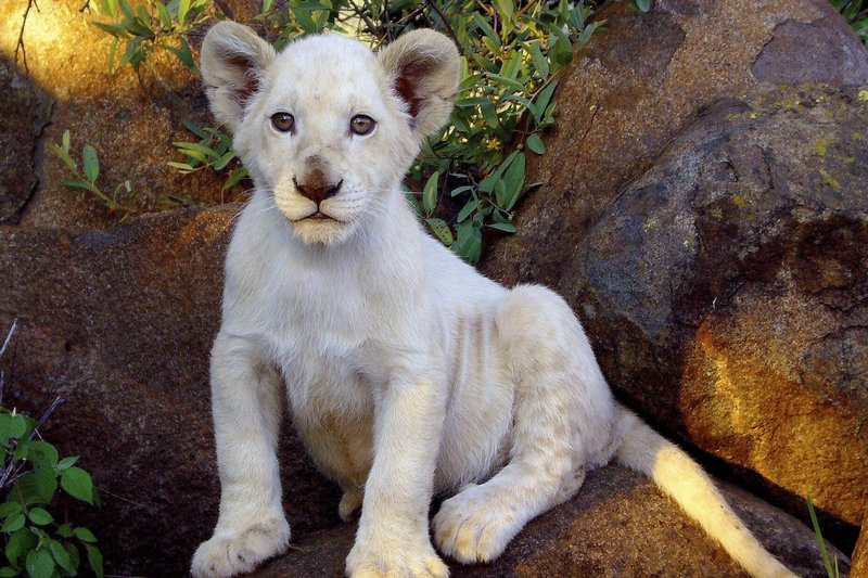 Der weiße Löwe