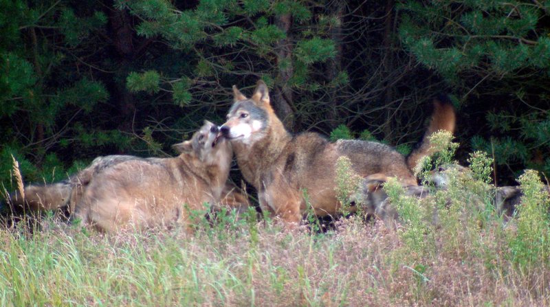 Familie Wolf - Gefährliche Nachbarn?