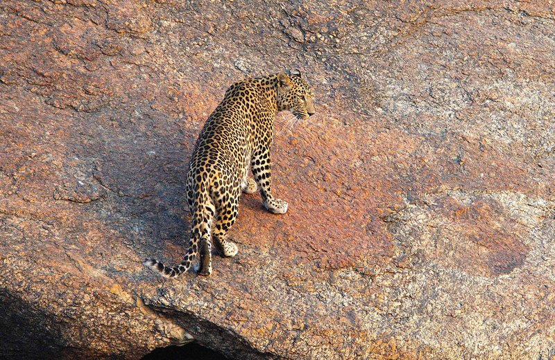 Der Fels der Leoparden