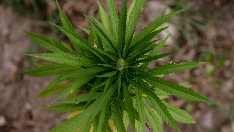 Millionengeschäft Cannabis