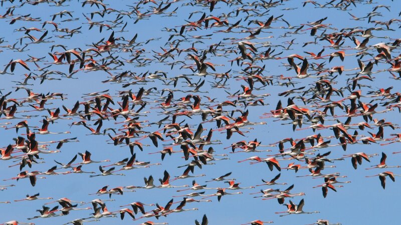 Feuervögel - Die geheimnisvolle Welt der Flamingos