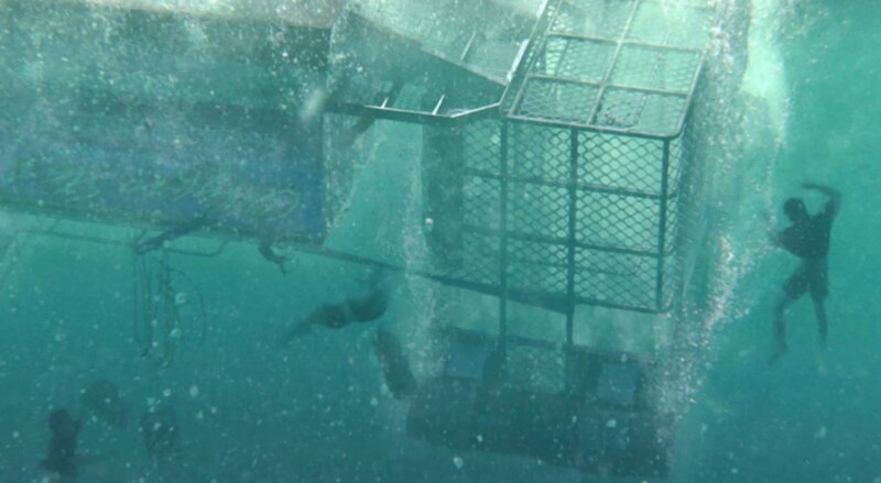 Open Water: Cage Dive