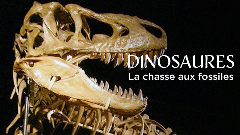 Auf der Jagd nach Dino-Fossilien