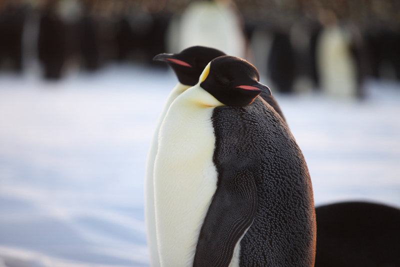 Pengi und Sommi: Die neue Reise der Pinguine
