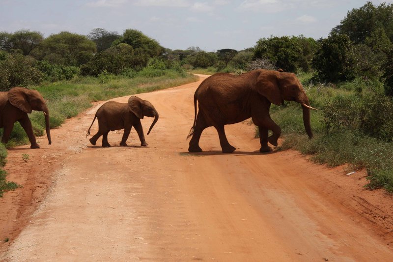 Zurück in die Wildnis - Ein kleiner Elefant auf dem Weg in die Freiheit
