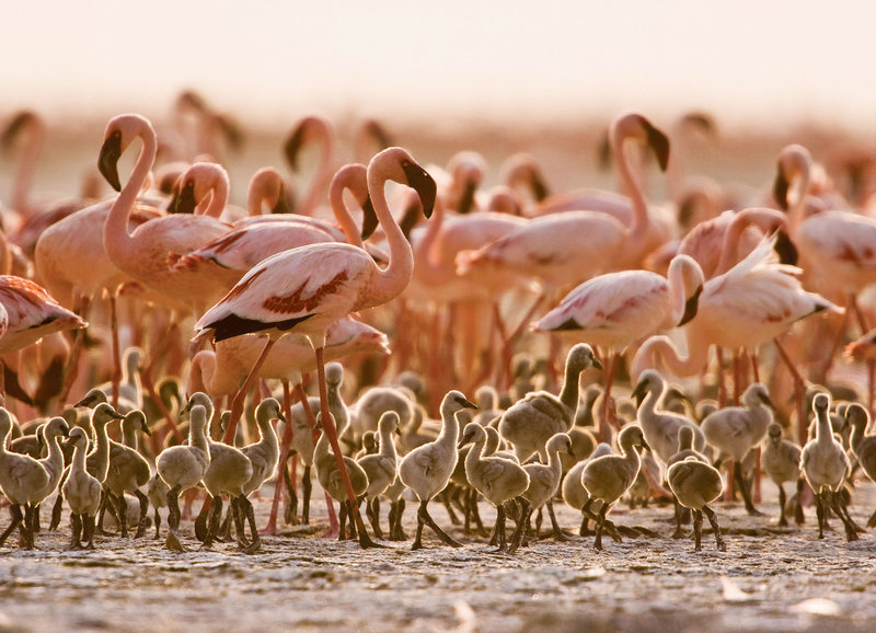 Auf purpurnen Schwingen - Das Geheimnis der Flamingos