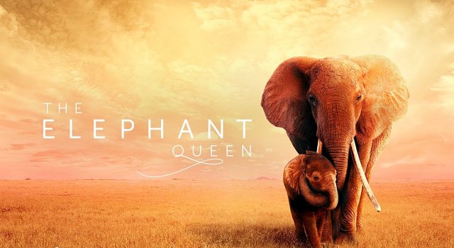 Dokumentation über die Elefantin Athena, die als Matriarchin (als